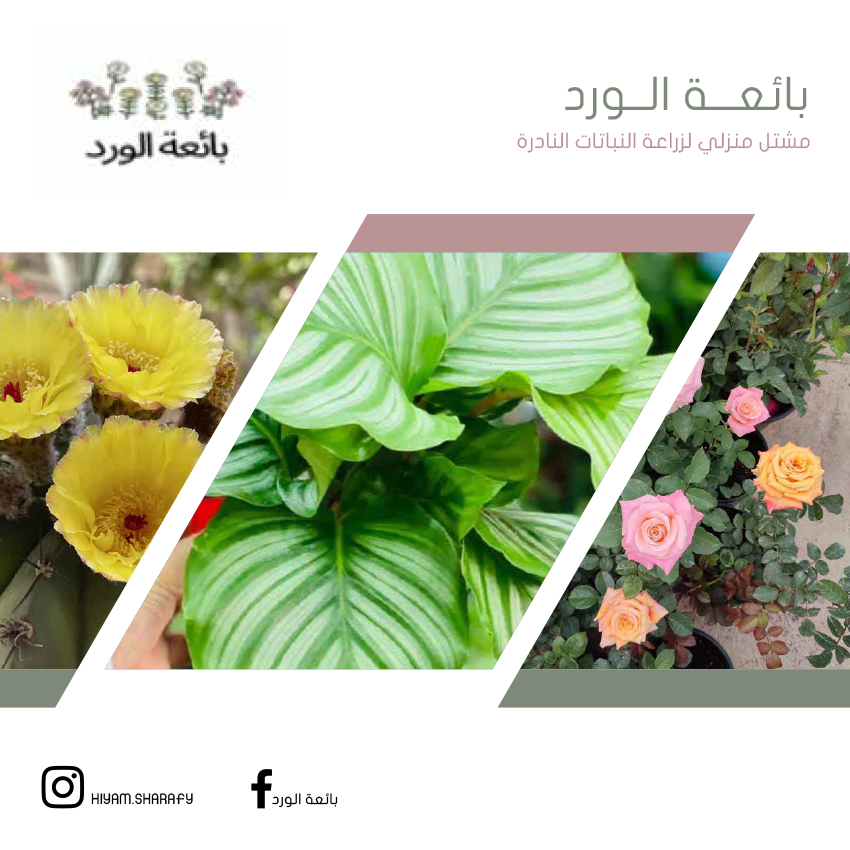 بائعة الورد