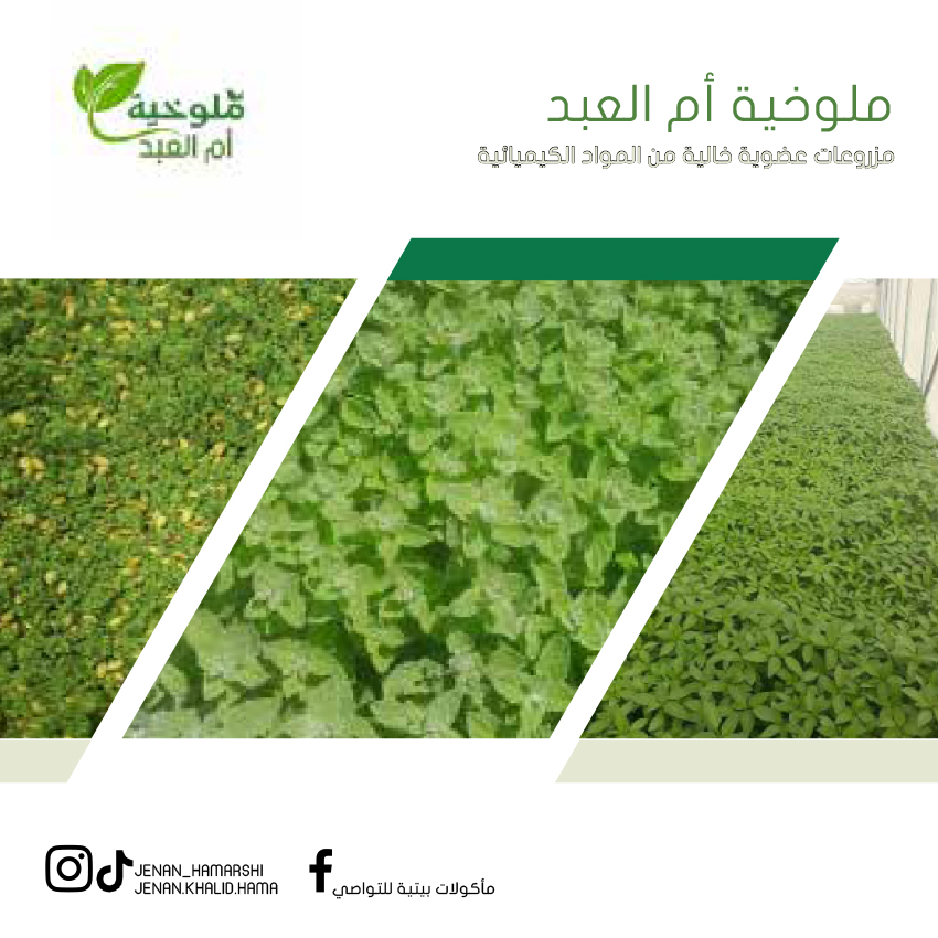 ملوخية ام العبد