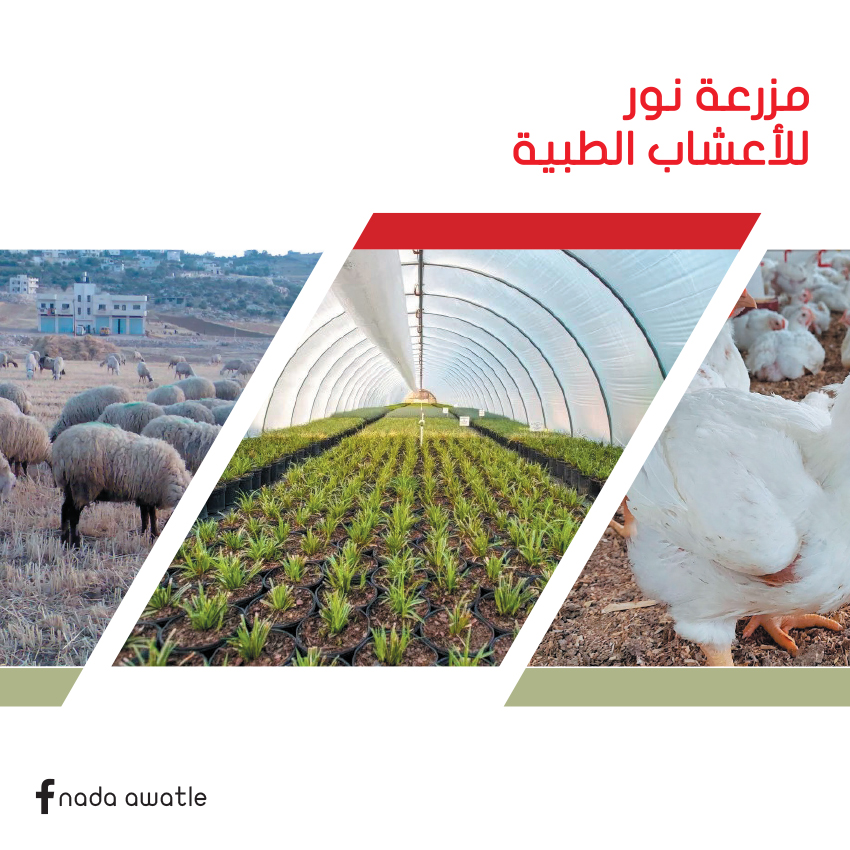 مزرعة نور للأعشاب الطبية